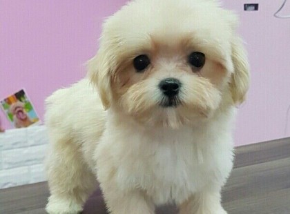 Vascsővel verte agyon a kiskutyát a siófoki kutyabarát szállás egyik tulaja!