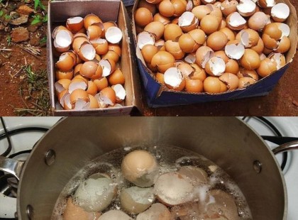 Ezt sokan nem tudják! Forrald a tojáshéjat egy edényben, rengeteg pénzt spórolhatsz vele!
