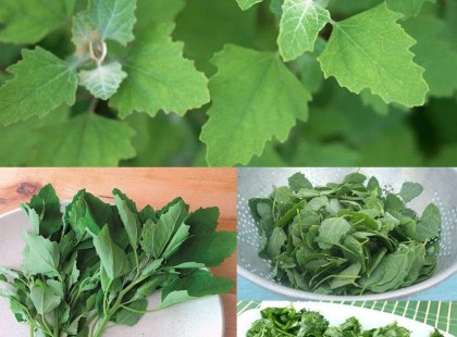 Ez a növény mindenki kertjében nő, sajnos sokan mégsem ismerik a gyógyhatásait