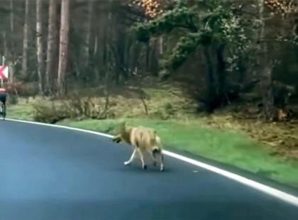 Farkas Támadt Biciklisre a Hargitán:… percekig üldözte…