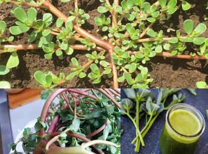 A legtöbben alábecsülik ennek a növénynek az erejét, szinte minden udvaron nő, de csak úgy kidobják...