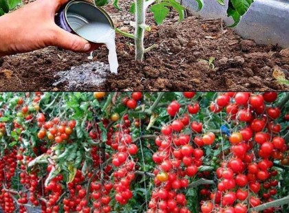Elfeledett régi bölcsesség: egy kertész titka a tökéletes paradicsomokhoz