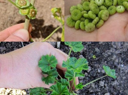 Tudod mi ez?Szinte bárhol látni, de a legtöbb ember nem tudja, hogy figyelemre méltó tulajdonságai vannak