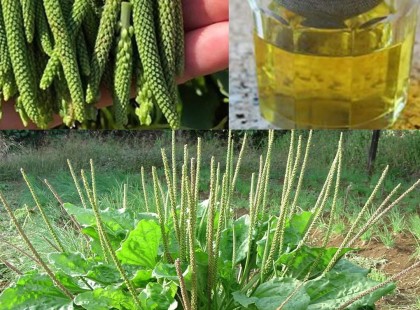 A VILÁGON az egyik leggyógyítóbb erejű növény , mégis mindenki eltávolítja a kertjéből