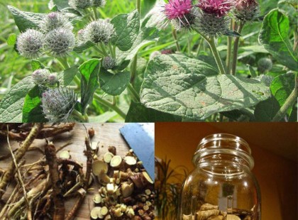 Az egyik leggyógyítóbb erejű növény A VILÁGON , mégis mindenki eltávolítja a kertjéből.A legtöbb ember sajnos nem tudja, miért a bojtorján gyökere a növény legfontosabb része -