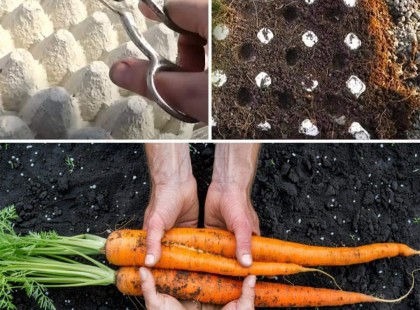 Ez a zseniális módja a répa ültetésnek - kár, hogy eddig nem így csináltam -mutatom hogy kell