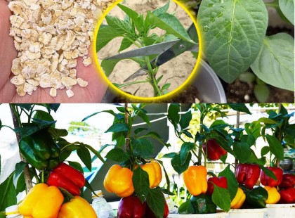 A titok a bőséges paprika termesztéséhez: Szerves trágya és metszési technikák ?️