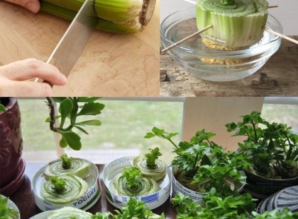 Így termessz zellert otthon - még kert sem szükséges hozzá