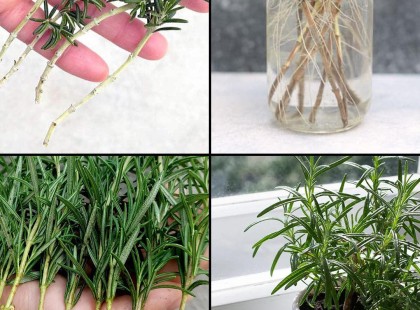 Így termessz otthon rozmaringot fillérekből!Így lehet rozmaringot szaporítani vízben vágott dugványokból, majd átültetni őket cserépbe