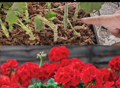 A kertész 6 trükkje a muskátlival – 1 hét múlva, nem hiszel majd a szemednek! -