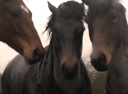 Ez a gyönyörű okos ló négy év után látja viszont egykori pajtásait: kamerára vették, hogyan reagálnak az állatok
