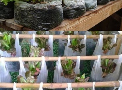 Saláta termesztése otthon függő műanyag kézitáskákban: lépésről lépésre