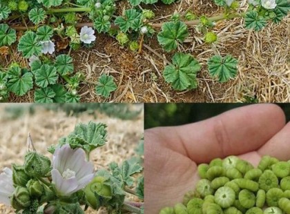 Te tudod mi ez a növény? Amikor az orvosok megvizsgálták, elképedtek tőle! Kiderült róla, hogy...