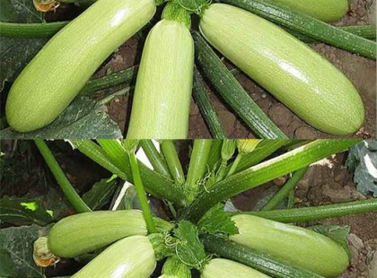 Elfeledett régi bölcsesség: egy kertész titka a tökéletes cukkini terméshez