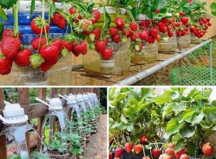 Egy kertész elárulta: így termessz egyszerűen epret műanyag flakonban