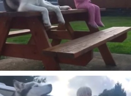 A kutyus és a lány ül a padon, aztán hirtelen történik valami...a szülők nem hittek a szemüknek!