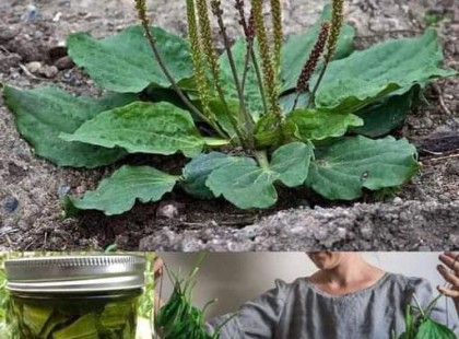 Sokan nem tudják, mekkora kincset ér ez a növény, pedig szinte mindenhol megtalálható