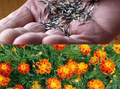 Elfeledett régi bölcsesség: Ez az egyszerű virág megmenti a veteményest, ültess minél többet belőle!