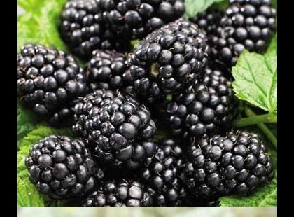 Nyomjon már legyen kedves egy lájkot aki gyerek korától fogyasztja a szedret és még kutya baja nem volt tőle!Figyeld mit írnak róla.