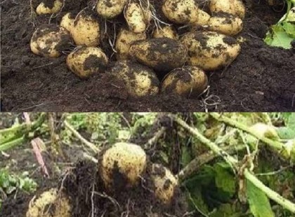 Titkos burgonya termesztési trükk: egy gumóból akár 40 vödör krumplid is lehet!