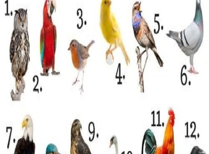 Mit árul el rólad a születési hónapodhoz kapcsolódó madár?