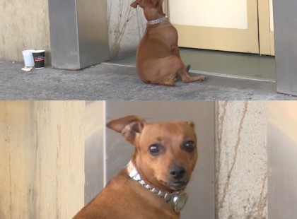 Annyira meghatotta a jászvásári orvosokat a kórháznál gazdijára váró kutya, végül beengedték hozzá - videó