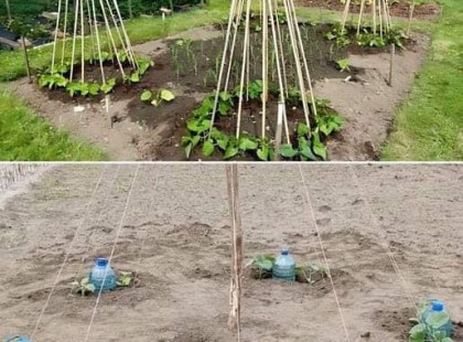 Elfeledett régi bölcsesség:Ezért ültesd ezzel a módszerrel az uborkát és gyönyörű termésed lesz