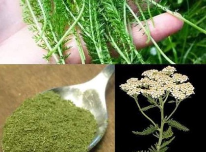 Ott terem a kertedben :Isten ajándéka ez a növény, de sokan mégsem tudnak gyógyító hatásairól