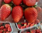 Ezzel az egyszerű módszerrel akár két hétig frissen tarthatod az epret