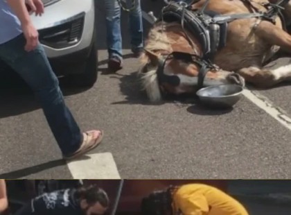 Összeesett a ló, a 36 fokos hőségben lejtőn kellett turistákat felhúznia ??????́ ? ?????́???́??́?????́?!