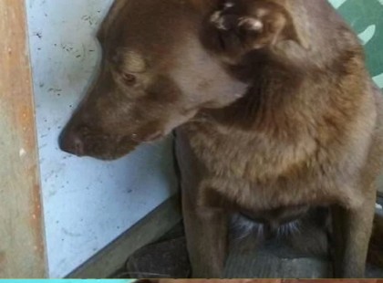 Ez a depressziós kutyus két évig ült magányosan a menhelyen. Senkinek se kellett. Aztán hirtelen ismerős illatot érzett