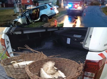 Négy gólyát küldött a halálba egy figyelmetlen autós-Fotók