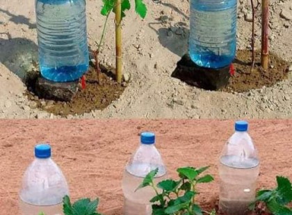 Egy kertész elárulta: így öntözheted akár egy hétig folyamatosan a növényeidet, amíg távol vagy