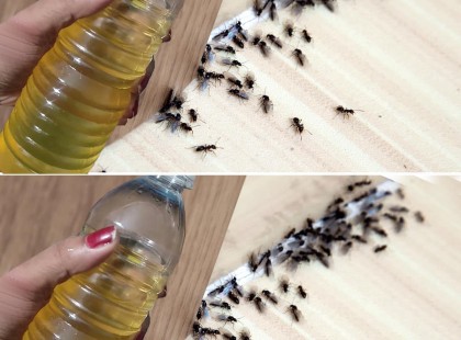 7 bevált házi praktika, ami elűzi a hangyákat az egész házból