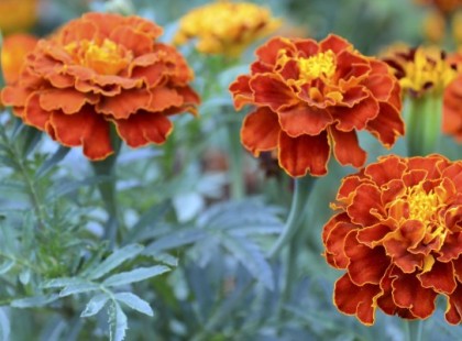 Amiért az egész veteményes kert hálás lesz: Így ültess kerti büdöskét