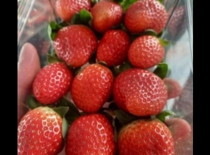 Ezzel az egyszerű módszerrel akár két hétig frissen tarthatod az epret