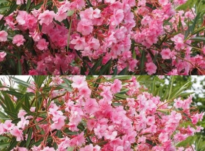 Gyönyörűen virágzik majd a leander, ha megfogadjuk ezt a pár jó tanácsot