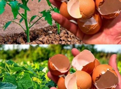 Sokan kidobják a tojáshéját, mert nem tudják, mennyire hasznos - Ne tedd!