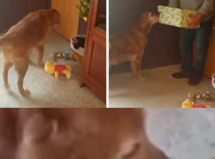 Megkönnyeztem: A gazdi meglepi öreg kutyáját egy ajándékkal. Nézd a pillanatot, amikor felfedezi mit rejt a doboz!