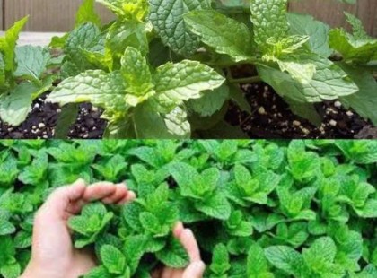 Ezt sokan nem tudják .Egy növény, ami megoldja otthonodban az egyik legnagyobb problémád! Hatása garantált!