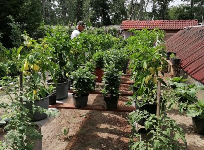 Édesapám kertje..87 éves, és minden nap dolgozik benne..Nézzék csak meg a képeket, hogy milyen csodát hozott létre 45 év alatt: