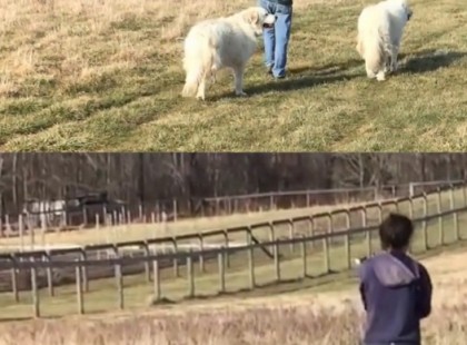 Tanyasi nő a kutyáit sétáltatja, de figyeld mi bukkan elő a következő pillanatban ??
