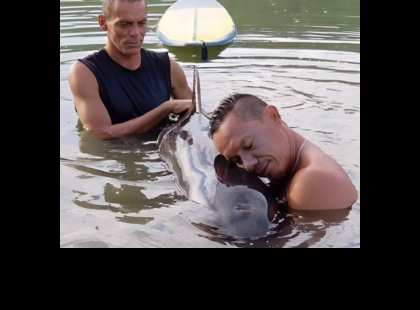 Ezek a bátor szörfösök hat órát töltöttek azzal, hogy megmentsenek egy síró bálna borjat azzal, hogy együtt úsznak vele.