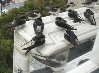 A lakosság segítségét kérik!Ezrével pusztulnak a fecskék az esőzések és viharok miatt, ÍGY TUDUNK SEGÍTENI nekik ?