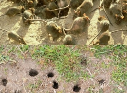 Ilyen még nem volt: Patkányok lepik el a magyar otthonokat, kerteket, itt a figyelmeztetés!