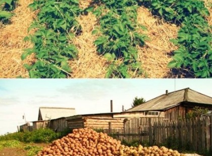 Egy kis parcellán 800kg burgonyát termesztettem ezzel a módszerrel! Soha nem csinálom máshogy!? ?