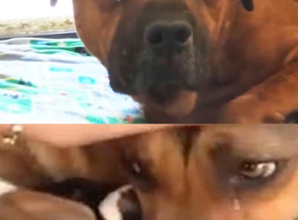 Az anya kutya azt hitte végleg elvesztette kölykeit, de nézd amikor újra látja őket?