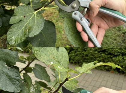 Ezt a 15 növényt kötelező ősszel metszeni – Így készítsd fel kerted a télre