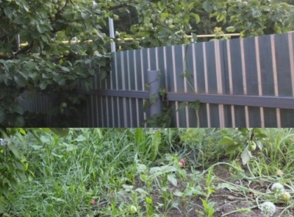 A szomszéd nem volt hajlandó levágni az átlógó fát! Végül meguntam...olyat tettem amitől lefittyedt a mosoly az arcáról!