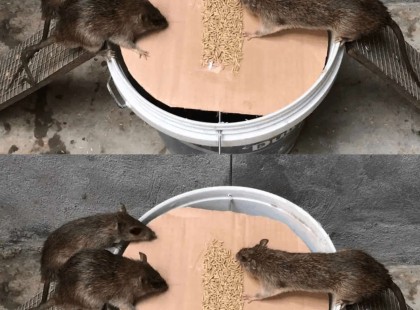 Jön a patkányinvázió: Ez a 7 legjobb vegyszermentes módszer, amivel végleg elűzheted őket